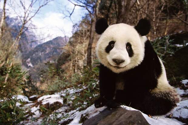 Лучшее от National Geographic (2)