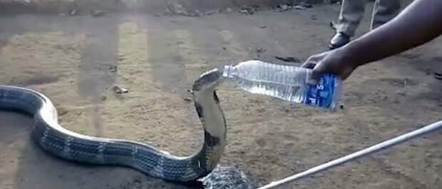 Умирающая от жажды кобра попросила у людей воды