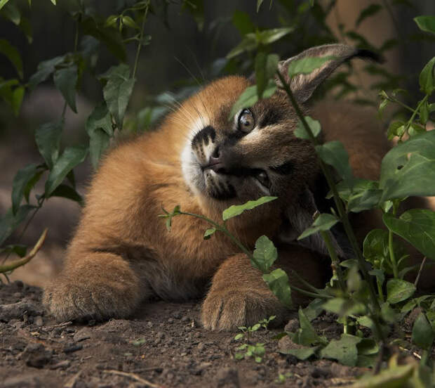 Baby Caracals