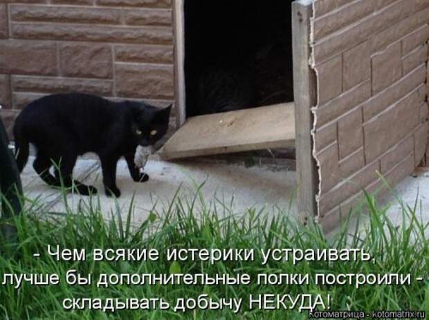 Свежая котоматрица на Бугаге (37 фото)