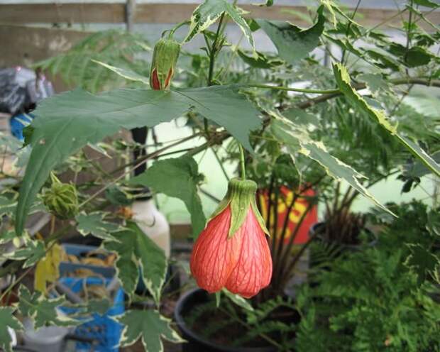 abutilon5