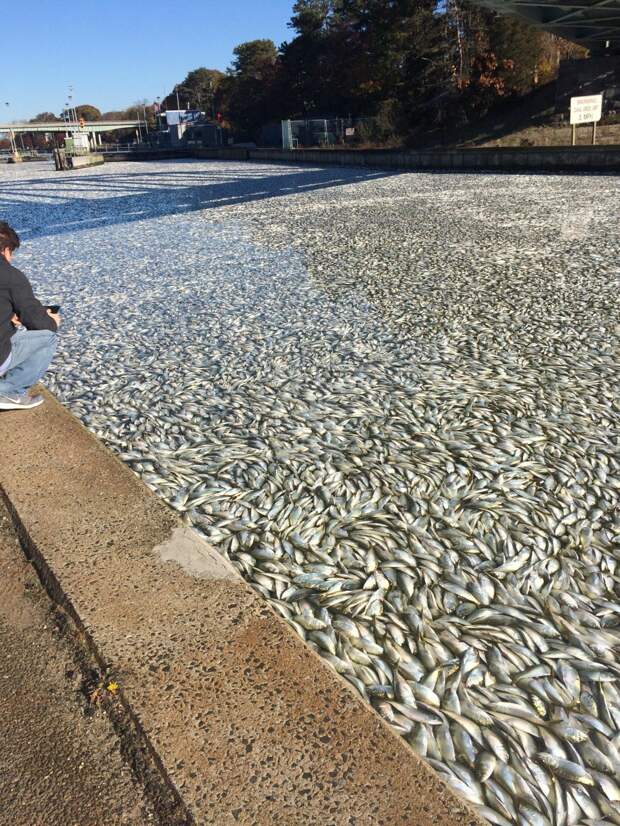 Берега Нью-Йорка завалило мертвой рыбой