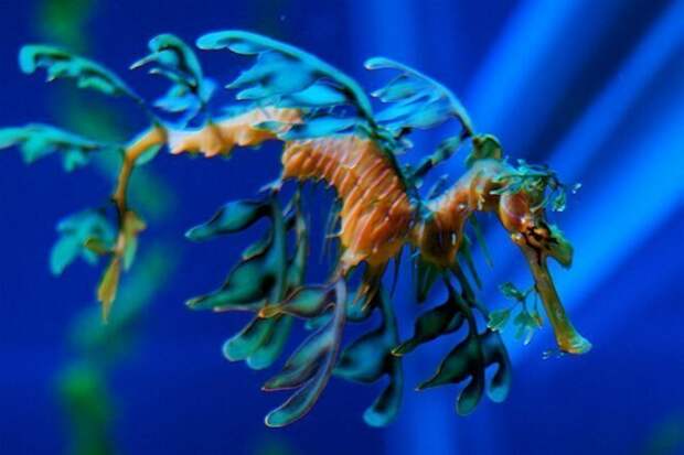 Морской конек-тряпичник животные, звери, капризы природы, необычные, странное, удивительное рядом, удивительные, чудеса да и только