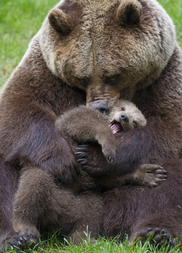 Бурая медведица умывает своего кричащего сыночка.