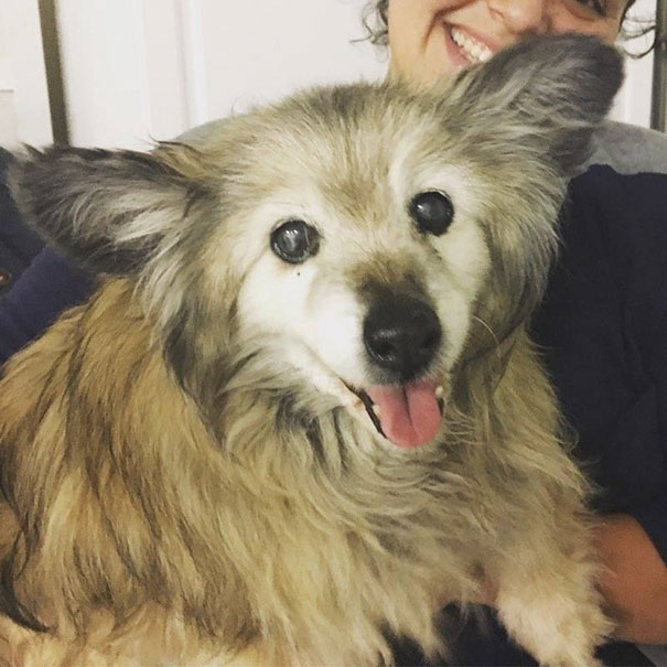 woman-saves-senior-dog-jaripo-5