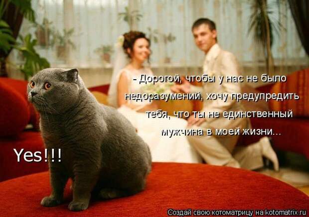 Лучшие котоматрицы недели (50 фото)