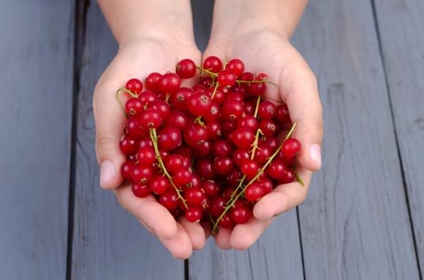 Image: 0174722909, License: Royalty free, Hands with redcurrants, Property Release: No or not aplicable, Model Release: No or not aplicable, Credit line: Profimedia.com, Westend