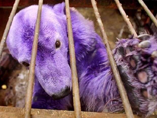 Медведица Пелуса из зоопарка Буэнос Айреса стала ярко-фиолетовой из-за лекарства, которым ветеринары лечат ее кожу.