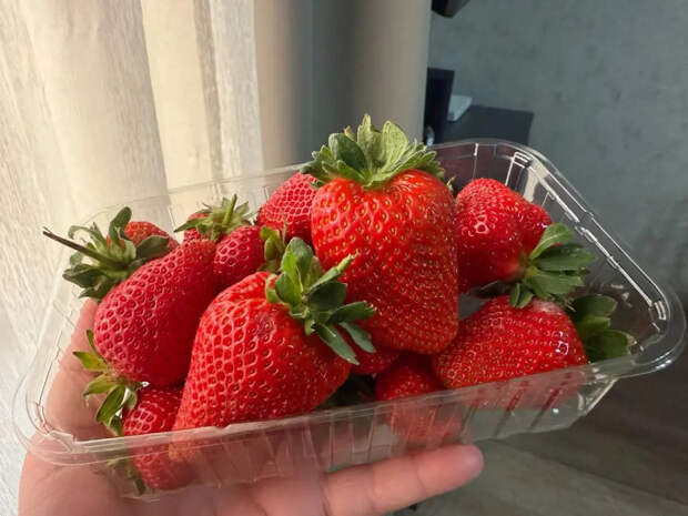 Соседи обзавидуются: 40 мл аптечной отравы заставят клубнику попереть раньше всех