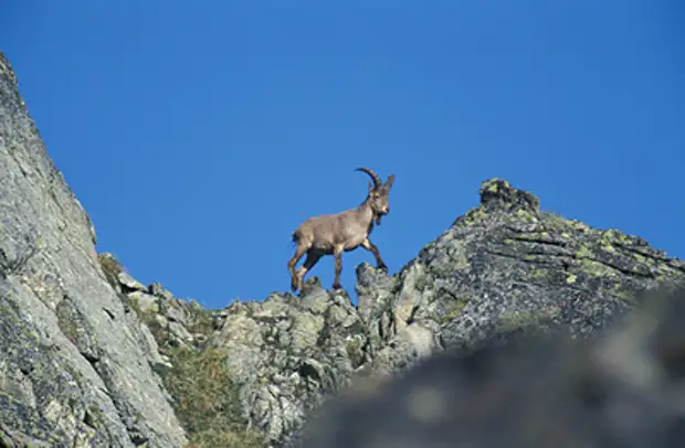 В Курганской области нашли место рождения Серебряного копытца