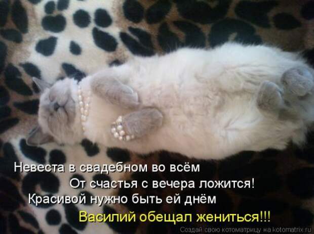 Свежая котоматрица (33 фото)