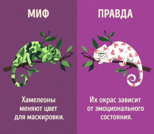 Мифы и правда о животных (10 картинок)