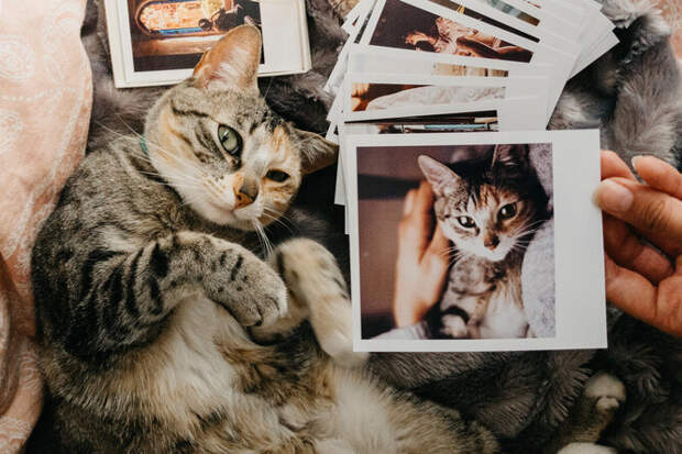 Долгий путь домой: хозяйка нашла в&nbsp;соцсети кота, которого потеряла 12 лет назад