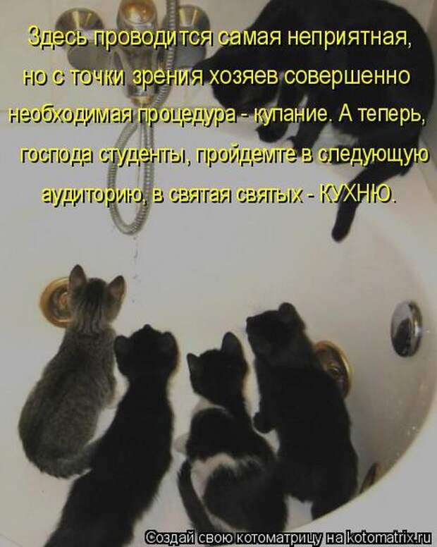 Лучшие котоматрицы недели (50 фото)