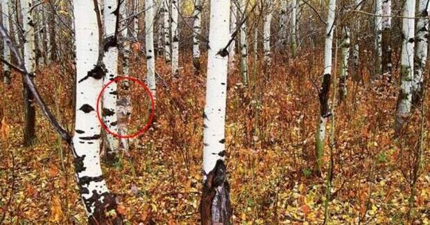 То, что ученые обнаружили в чернобыльском лесу, шокировало весь мир! (7 фото)