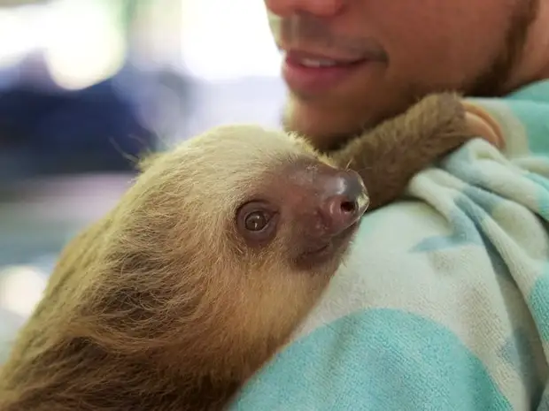 Курорт в Коста-Рике предлагает уникальный сервис: обнимашки с ленивцами!