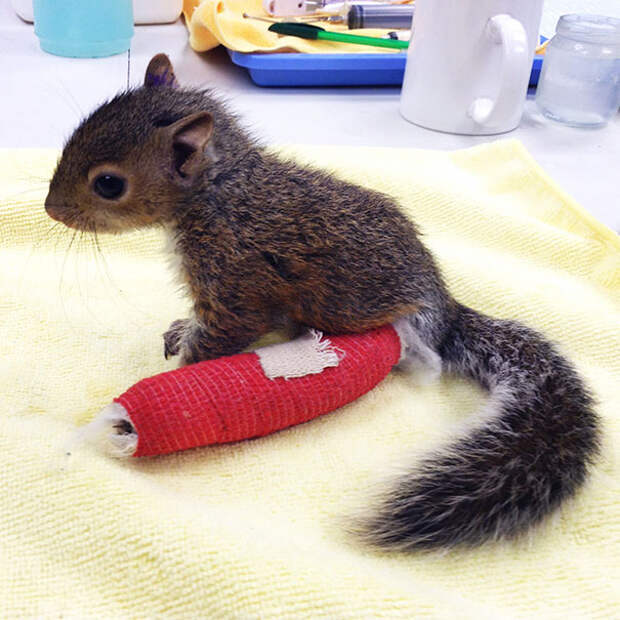 animals-in-tiny-casts-5-580093968a038__605