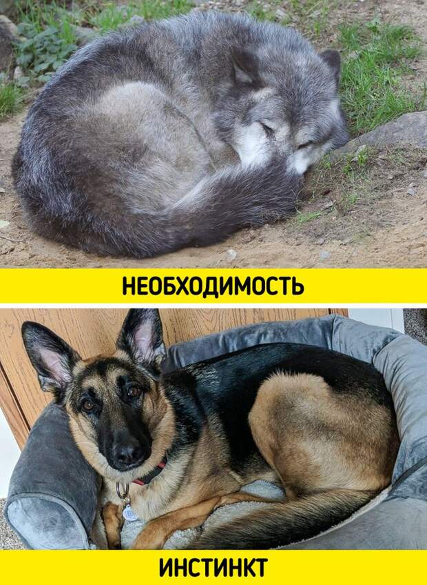 10 странных собачьих привычек, у которых есть научное объяснение