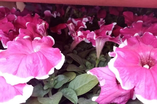 Агроном Воробьев назвал цветы, которые рекомендуется сажать в марте