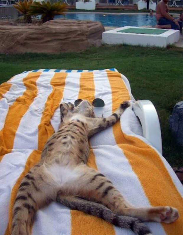 Жизнь удалась! животные, котики, лучи, погреться, солнечные ванны, солнце, температура, тепло