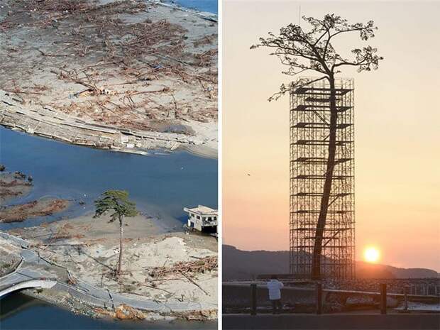 The Only Tree That Survived The Tsunami In Japan Between 70,000 Trees. Today Protected And Restored The Only Tree That Survived The Tsunami In Japan Between 70,000 Trees. Today Protected And Restored