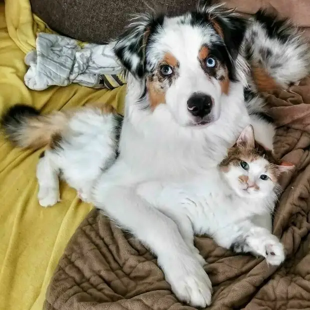 10 милых фотопар животных разных видов, у которых как будто одна мама