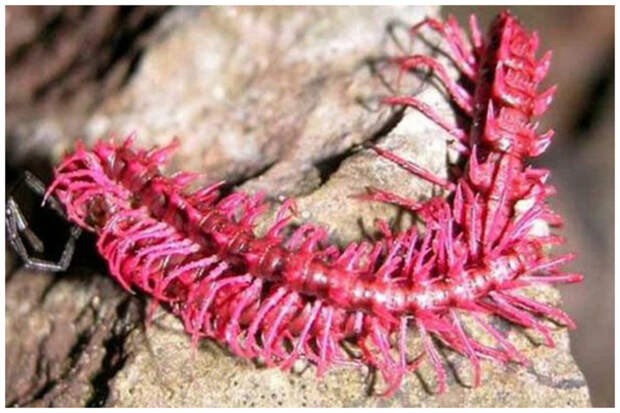Многоножка «Розовый дракон» Desmoxytes purpurosea многоножки, насекомые, сколопендра, фауна