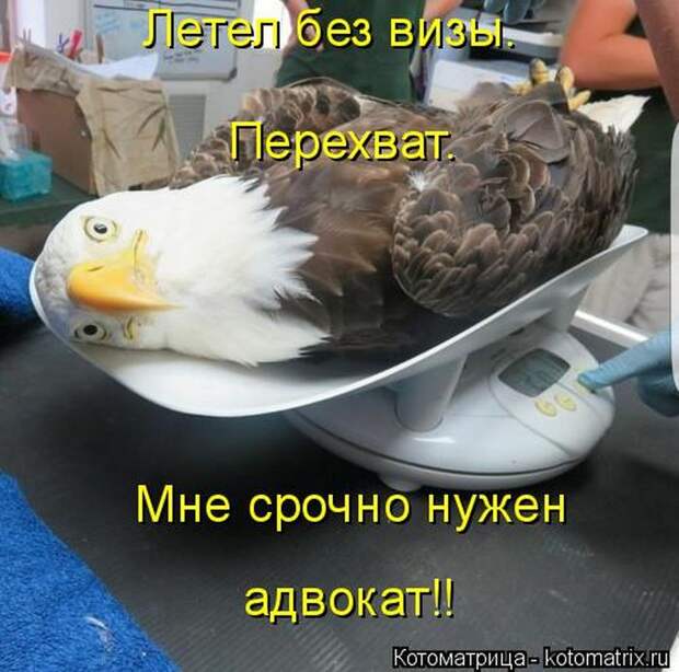Лучшие котоматрицы недели (50 фото)