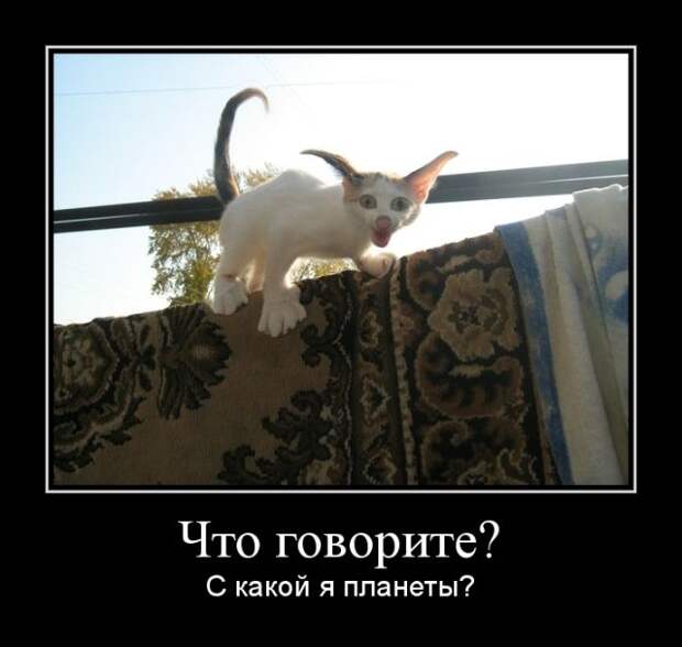Демотиваторы