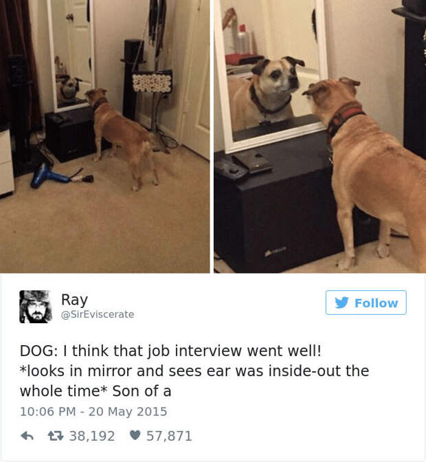 Dog Tweets