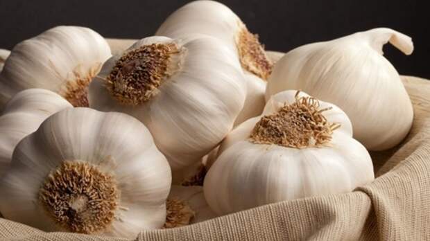 Полезные и загадочные свойства чеснока 16 garlic health 16