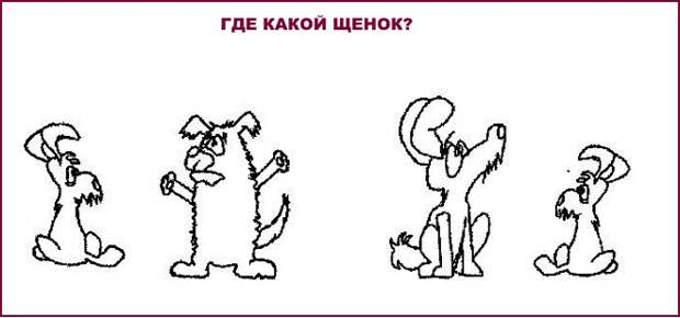Где чей щенок
