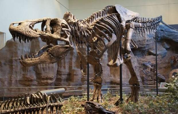 Первые описанные кости динозавров.