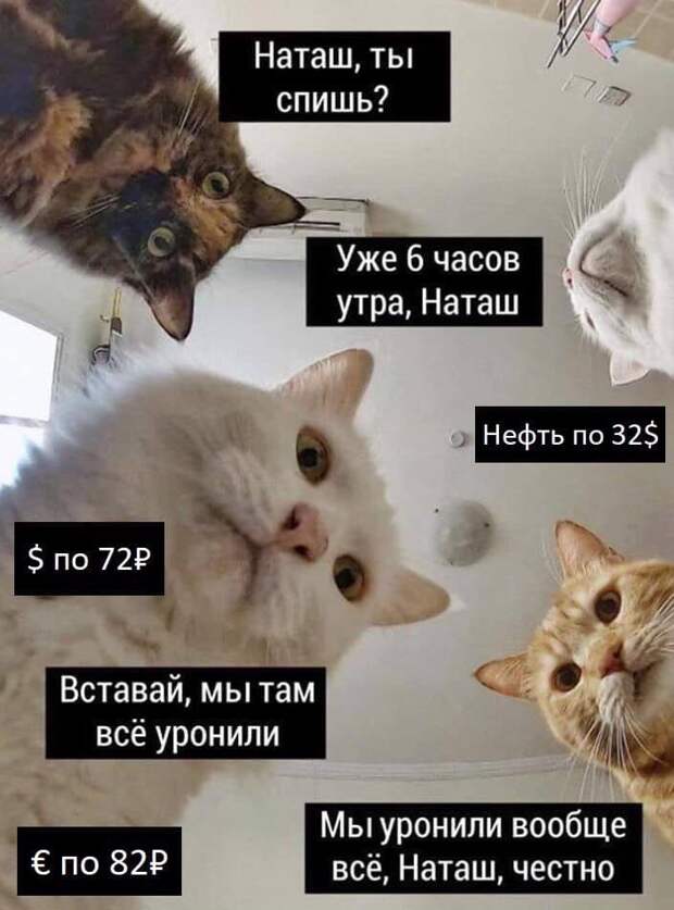 «Наташ, вставай! Мы уронили вообще все!»: на фоне последних событий в сети обрел популярность новый мем с котами
