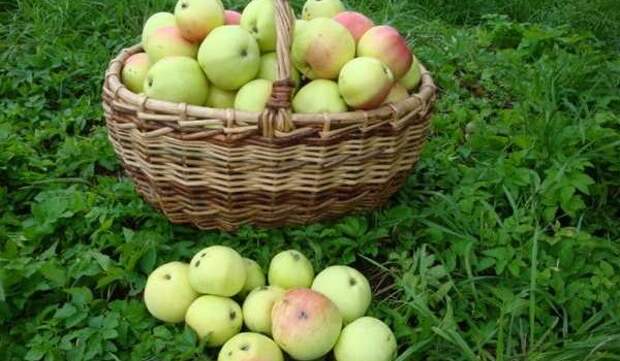 яблоки - источник минералов и витаминов