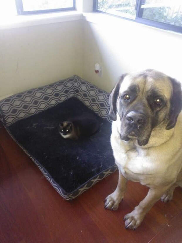 cats-stealing-dog-beds-12-57e0fdb029847__700