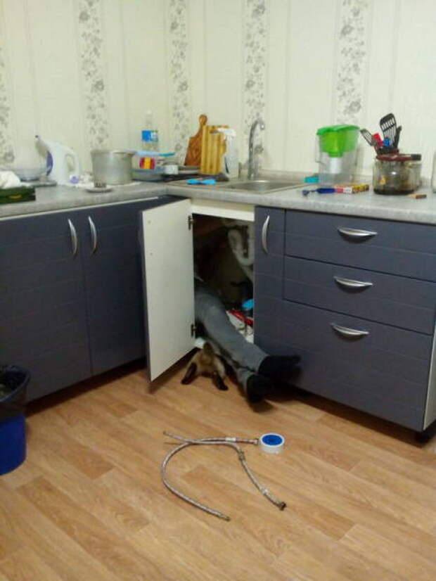 Ремонтировать вдвоем веселей  животные, кадр, люди, фото, фотоподборка