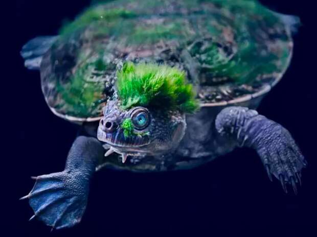Черепаха Мэри-Ривер: Они настолько не хотят шевелиться, что зарастают водорослями и дышат задом наперёд