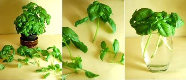 you-can-grow-new-basil-from-basil-cuttings
