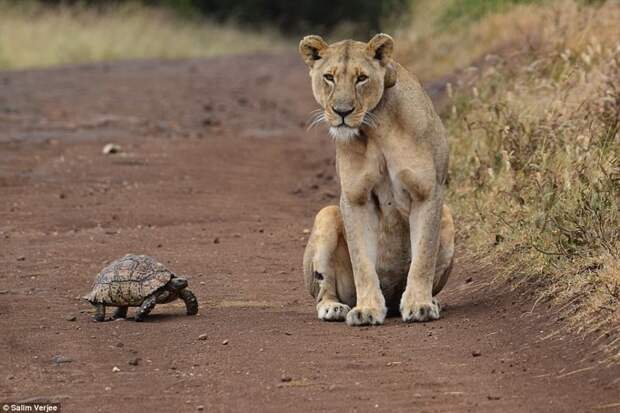 А, нет. Это всего лишь движущийся камень Фото животный мир, встреча, животные, заповедник, кения, львица, найроби, черепаха