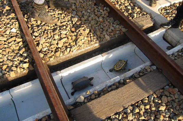 в Японии железнодорожники сделали туннели для черепах