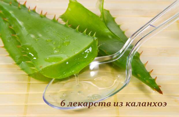 2749438_6_lekarstv_iz_kalanhoe (700x458, 409Kb)