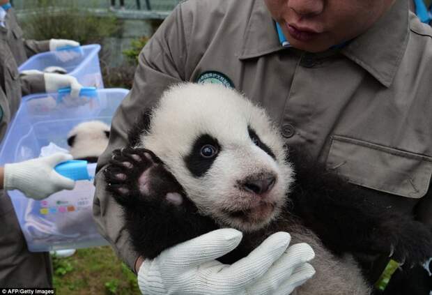 Привет, мир! Детеныш машет в камеру во время прошедшей презентации животные, зоопарк, мило, мимиметр, панда, панды, природа, фото
