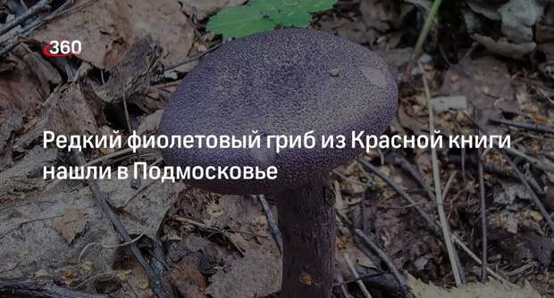 Редкий фиолетовый гриб из Красной книги нашли в Подмосковье