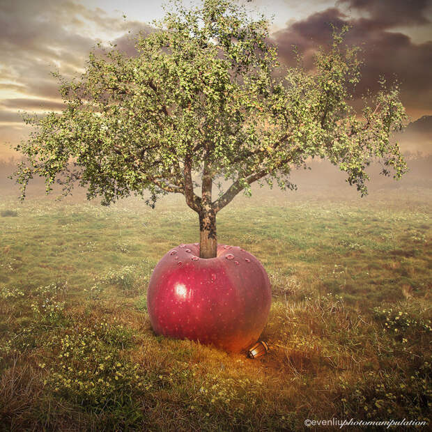 apple tree by evenliu