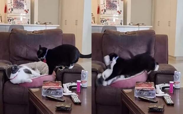«Уйди по-хорошему!»: эпичную битву котов за лежанку сняли на видео