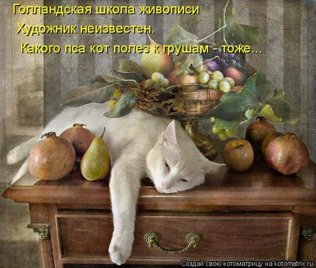 Лучшие котоматрицы недели Лучшие котоматрицы недели