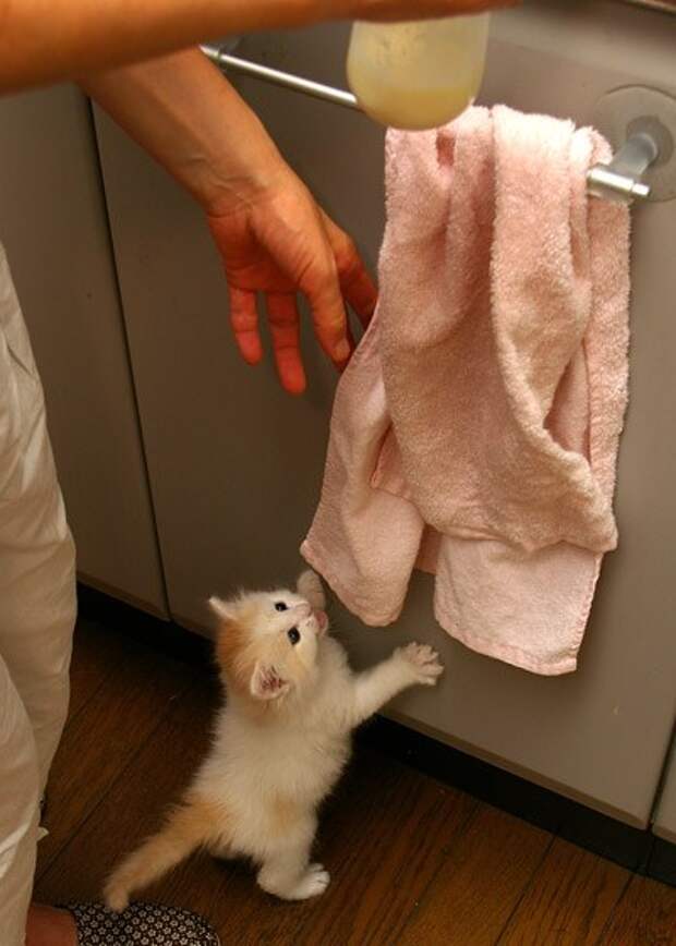 Без кота и жизнь не та