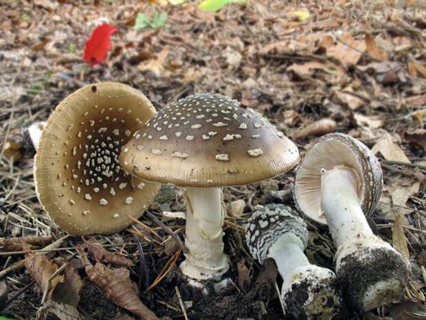 Мухомор пантерный. Самые опасные и ядовитые грибы. Фото с сайта NewPix.ru