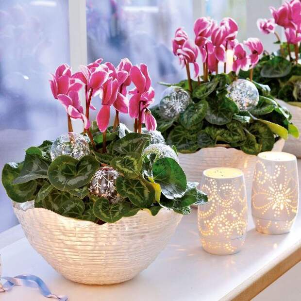 home-flowers-in-new-year-decorating (600x600, 71Kb)